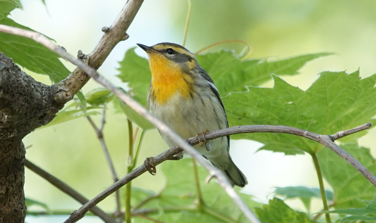 Blackburnian Warbler - William Boyes