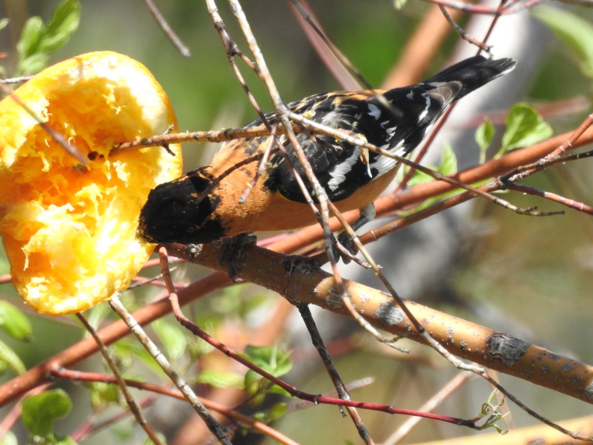 Black-headed Grosbeak - Patrick Gearin