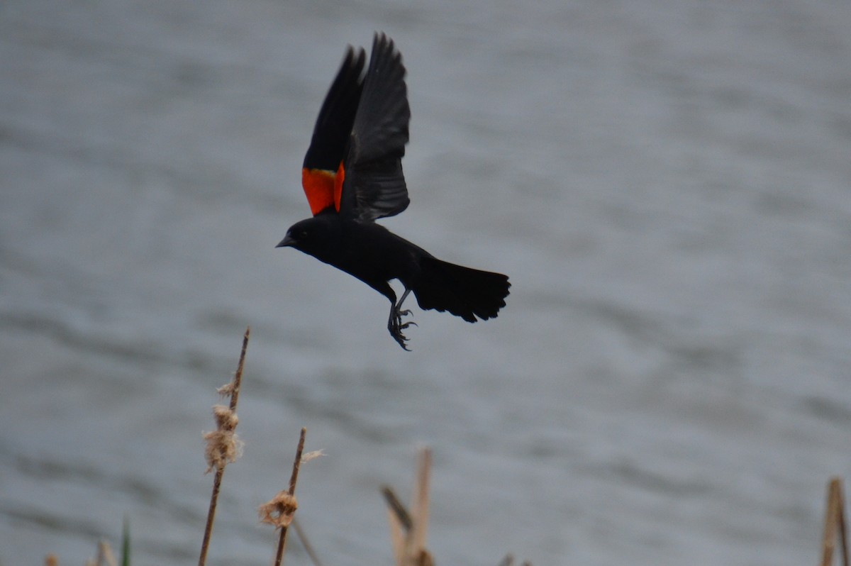 Red-winged Blackbird - ML619466517