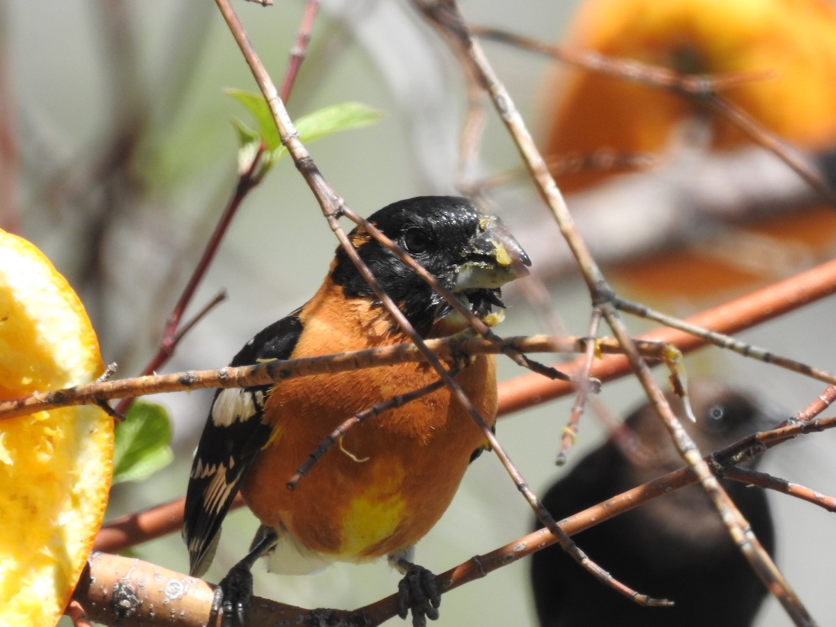 Black-headed Grosbeak - Patrick Gearin