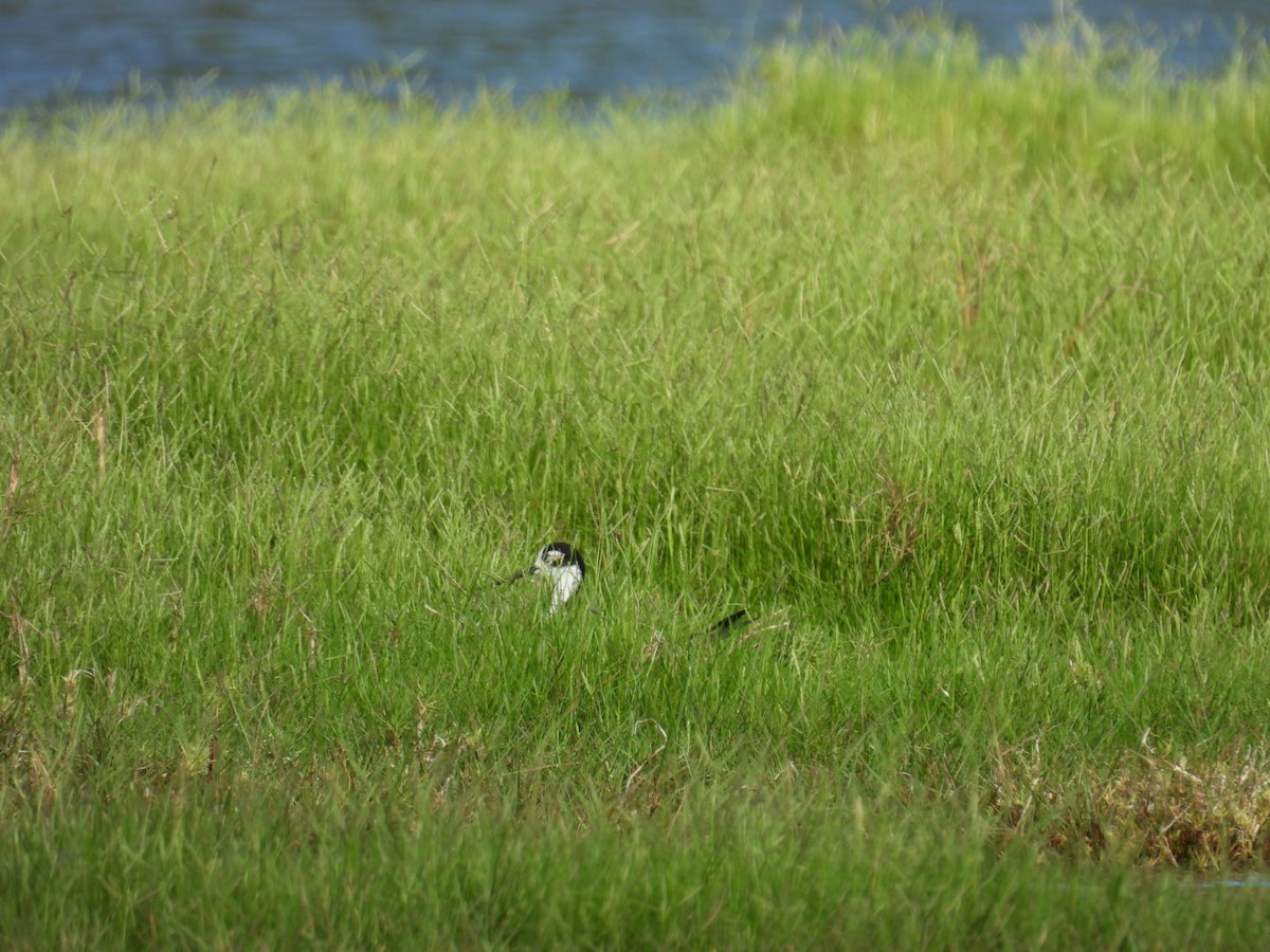 Black-necked Stilt - Denise Rychlik