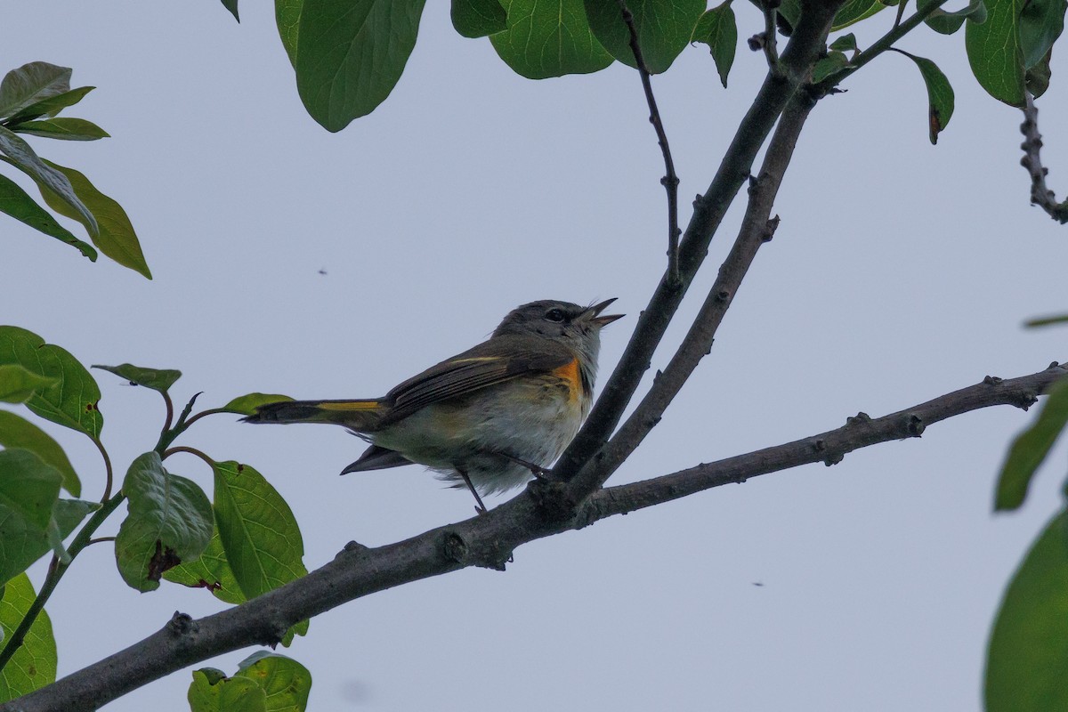 American Redstart - Kyle Smith