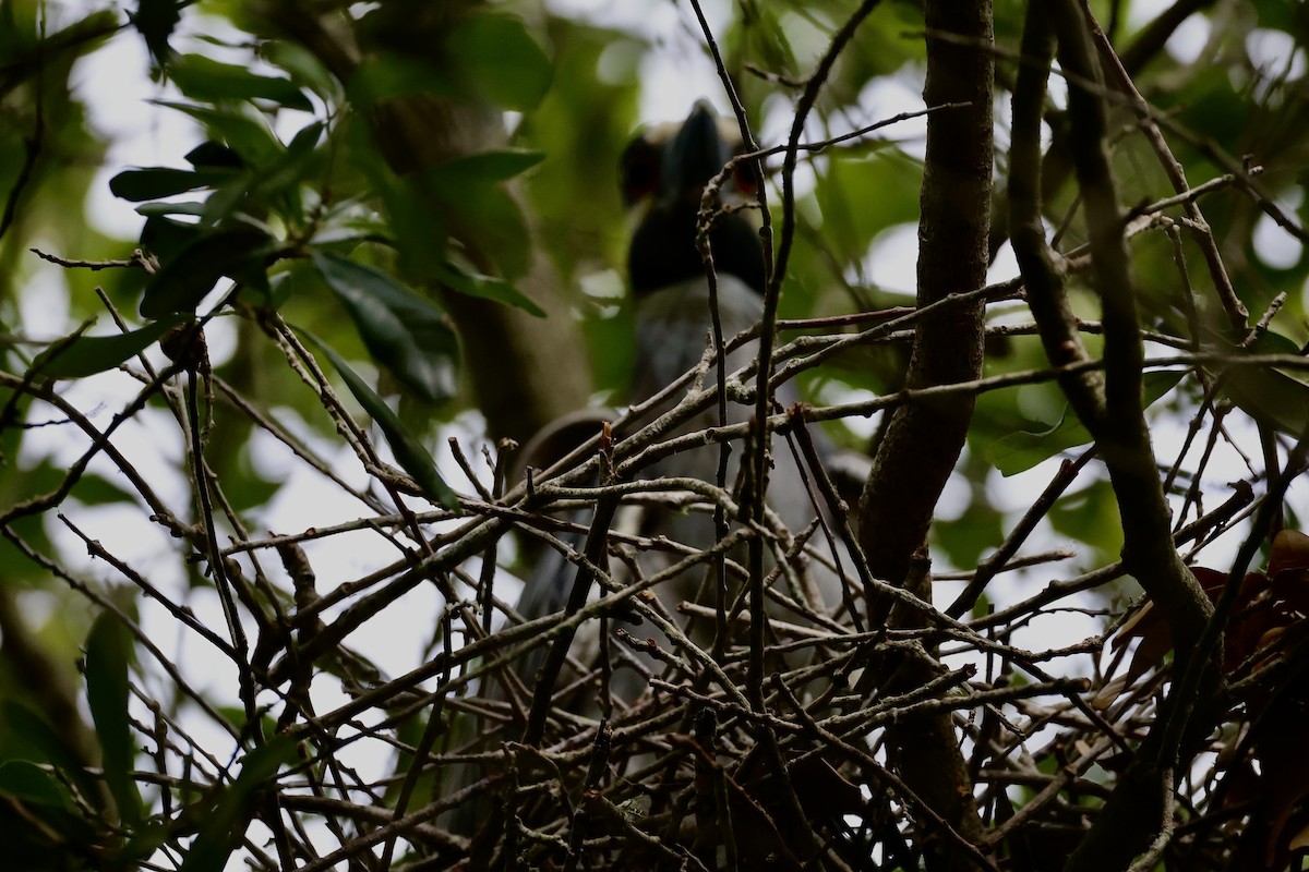 Yellow-crowned Night Heron - Dean Silvers