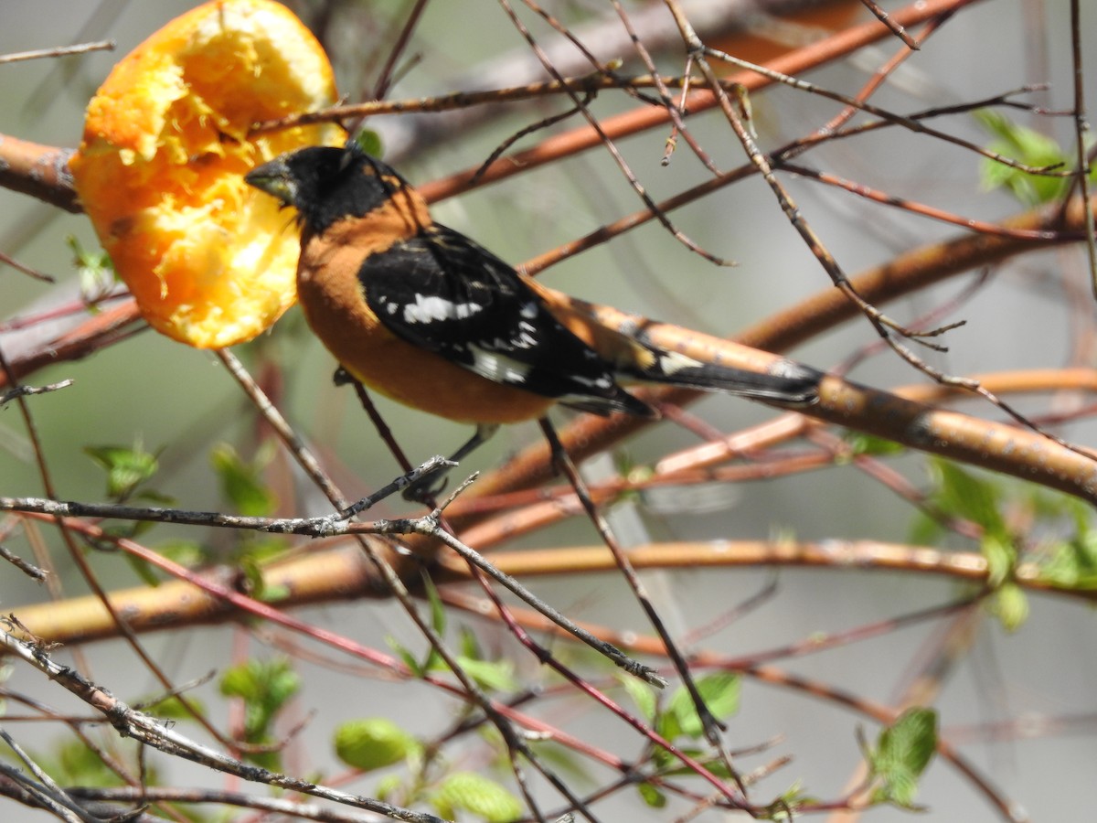 Black-headed Grosbeak - Patrick Gearin