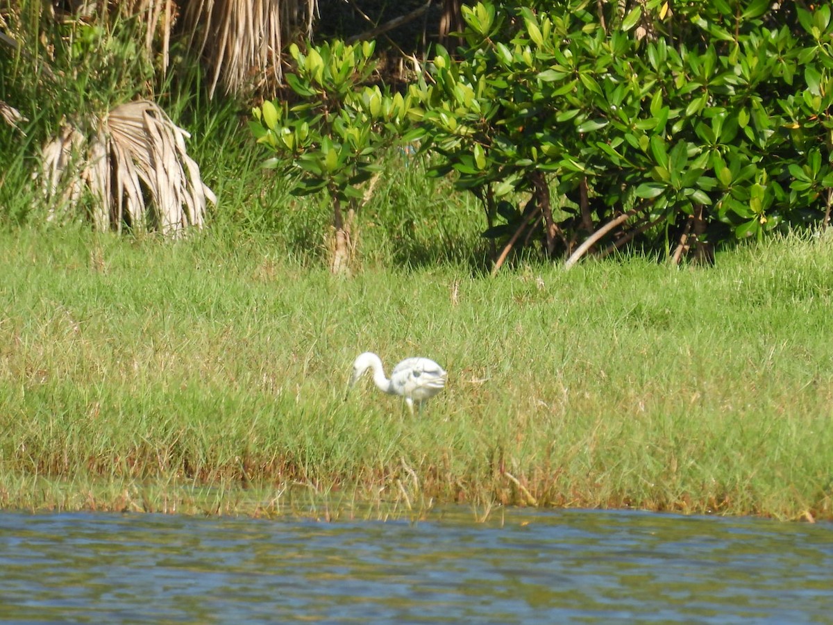 Little Blue Heron - Denise Rychlik