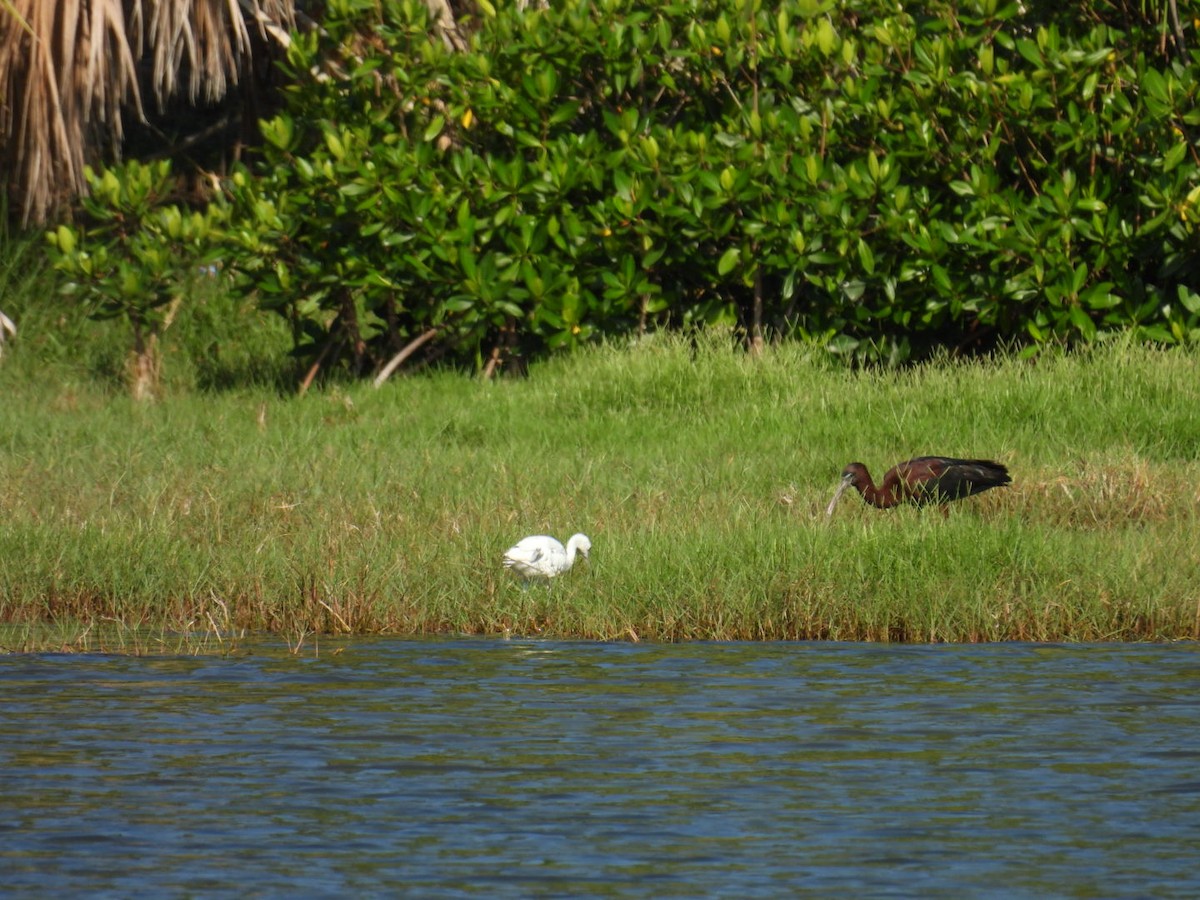 Little Blue Heron - Denise Rychlik