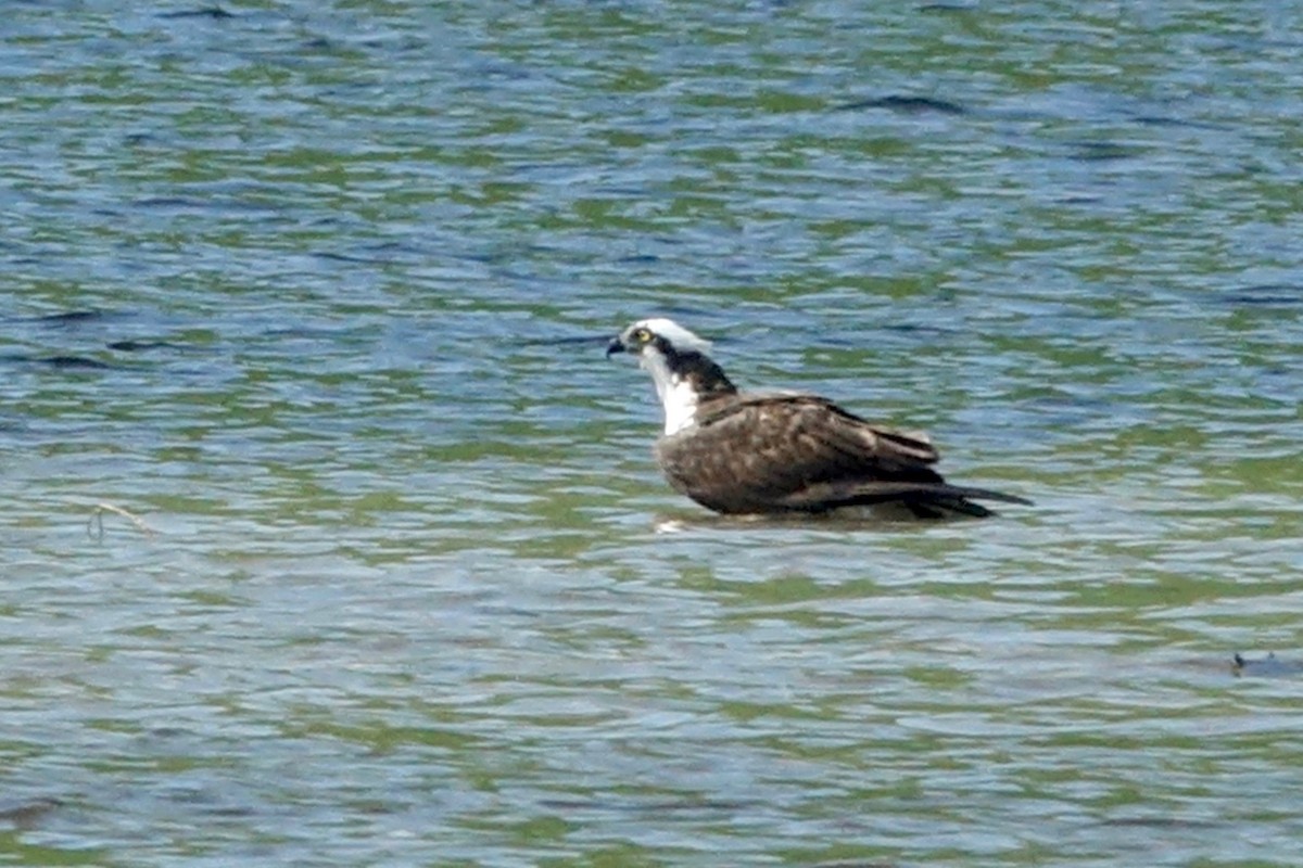 Osprey - Elaine Marie