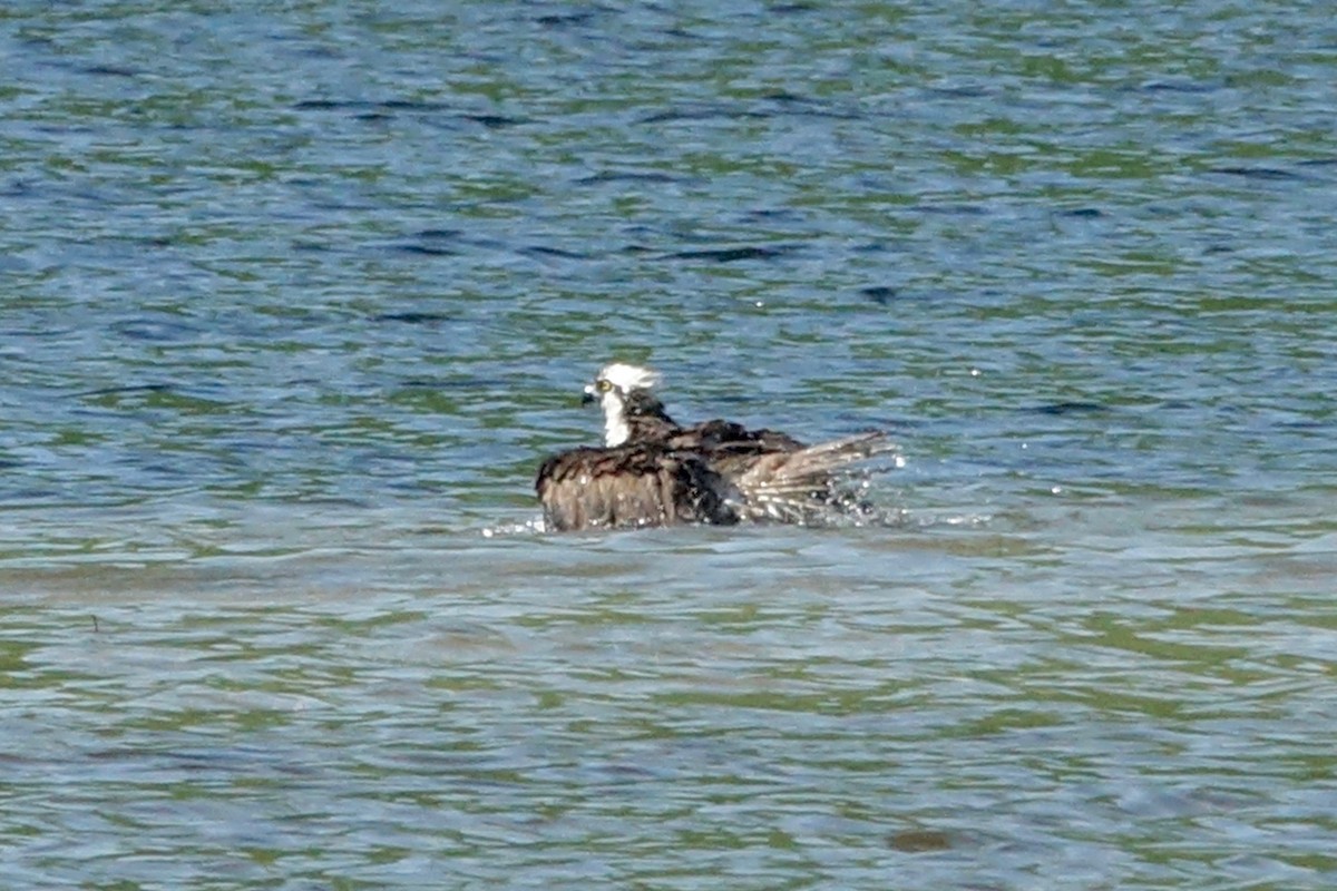 Osprey - Elaine Marie