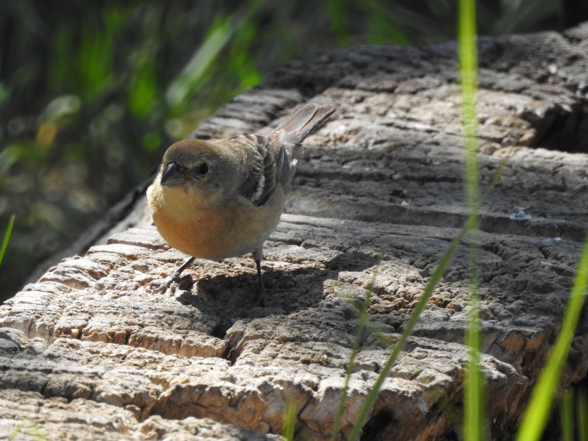 Lazuli Bunting - Patrick Gearin