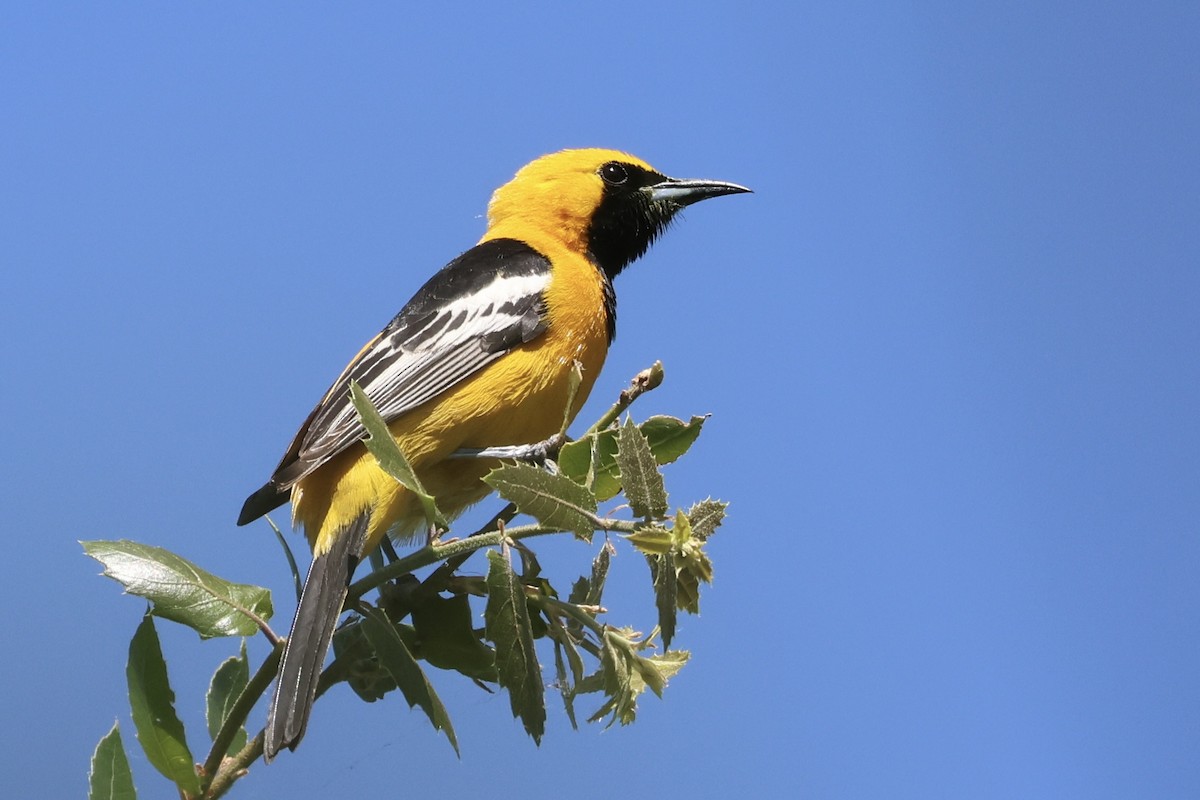 Hooded Oriole - Gil Ewing