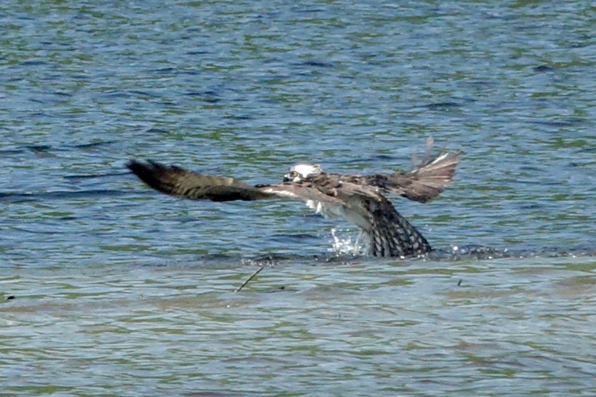 Osprey - Elaine Marie