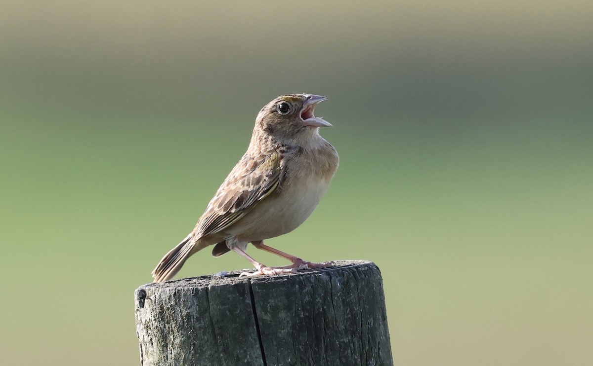 Grasshopper Sparrow - Tony Orzel