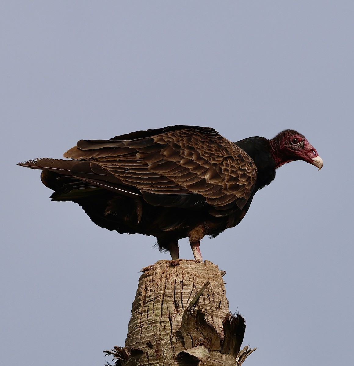 Turkey Vulture - Dean Silvers