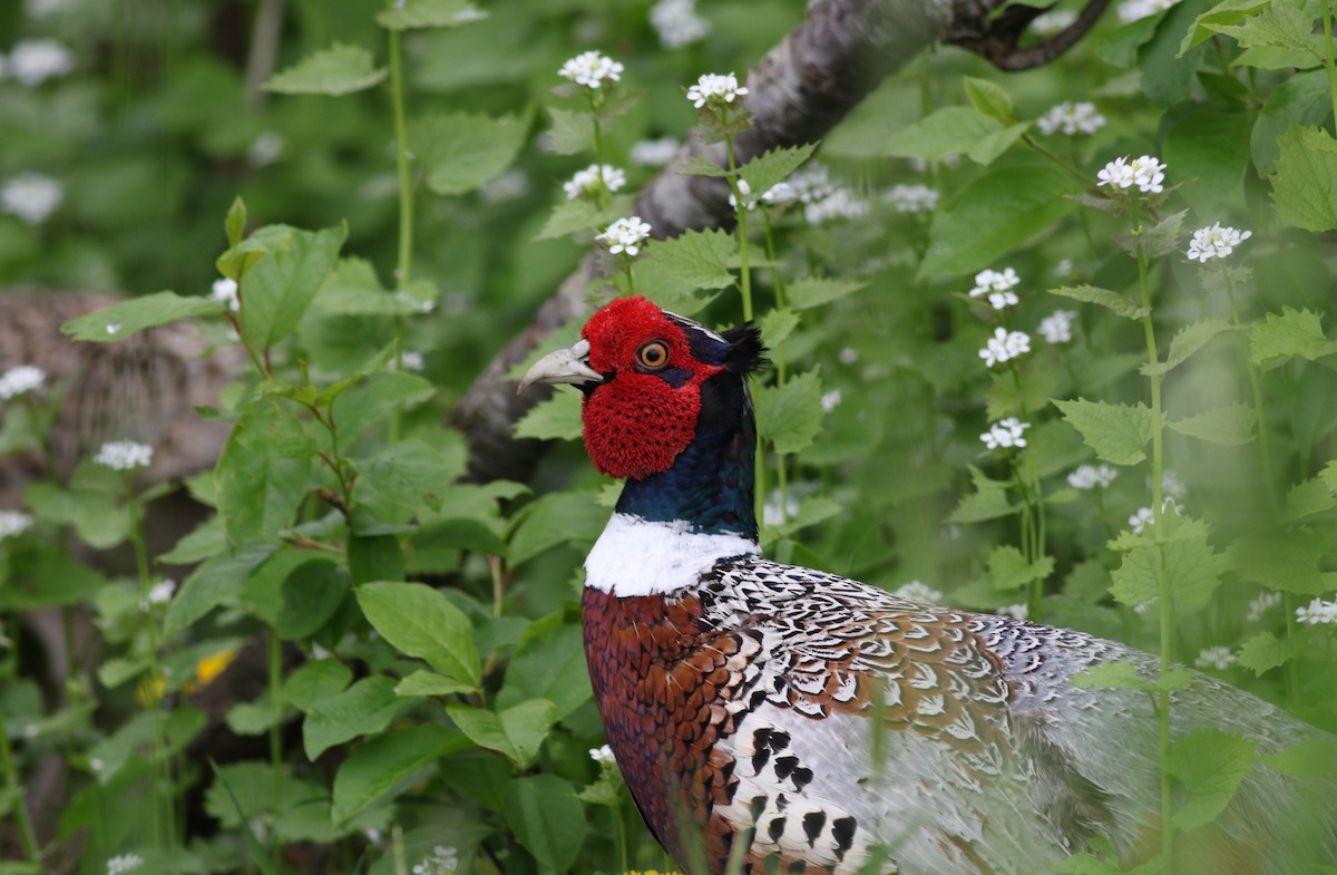 Ring-necked Pheasant - Lily Morello