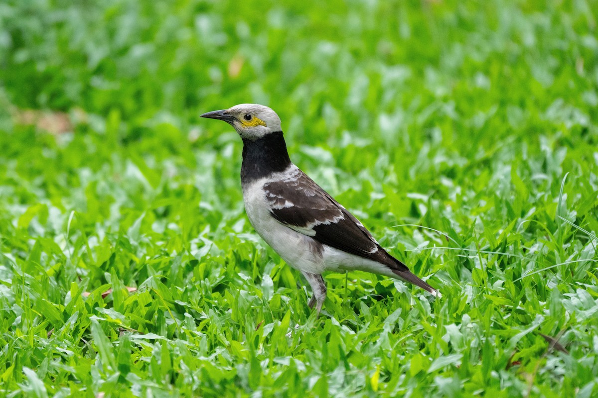 Black-collared Starling - Kaiyuan Li