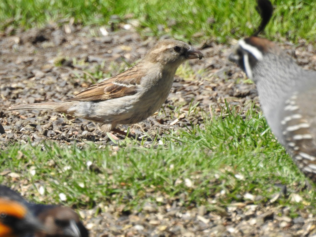 House Sparrow - Patrick Gearin