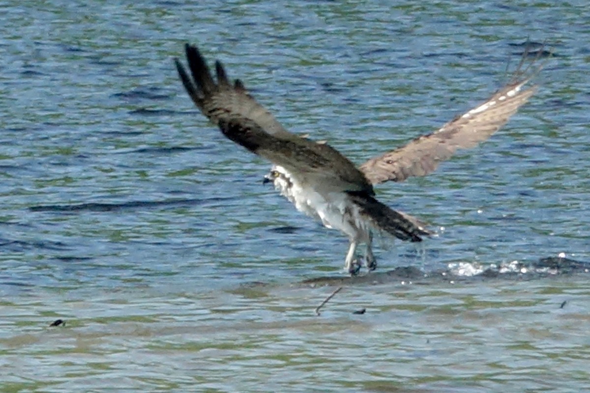 Osprey - Elaine Marie