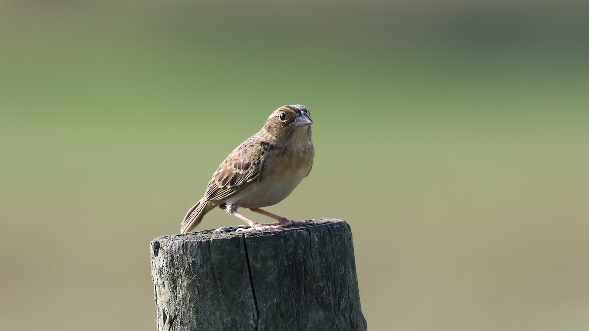 Grasshopper Sparrow - Tony Orzel