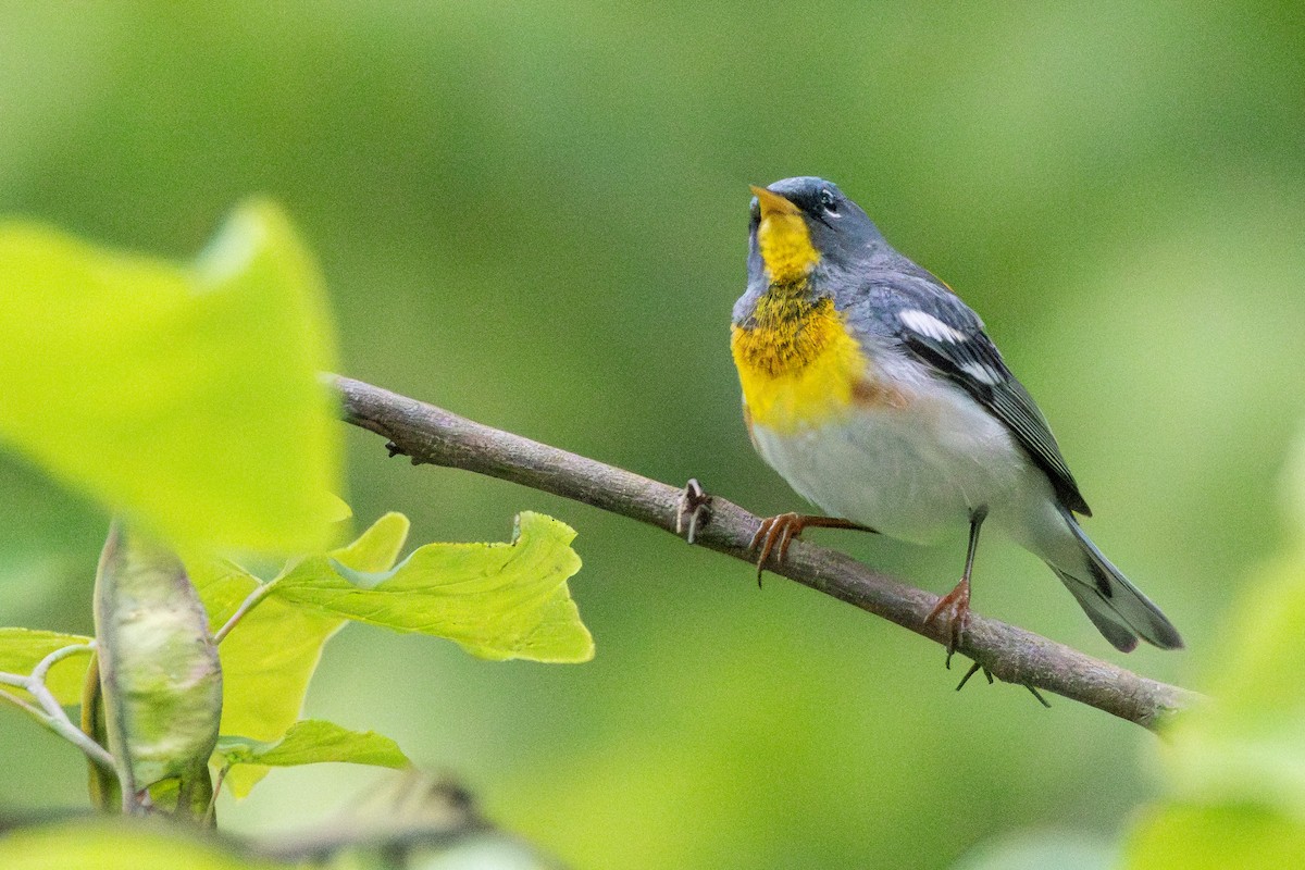 Northern Parula - Tom Blevins