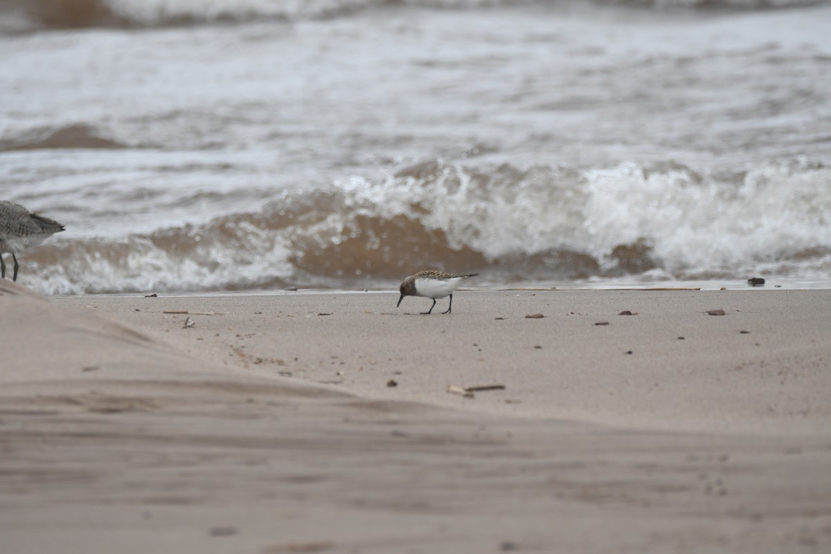 Sanderling - Ryne Rutherford