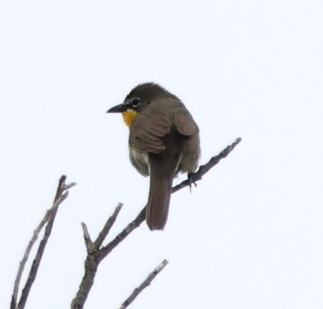 Yellow-breasted Chat - Diane Etchison