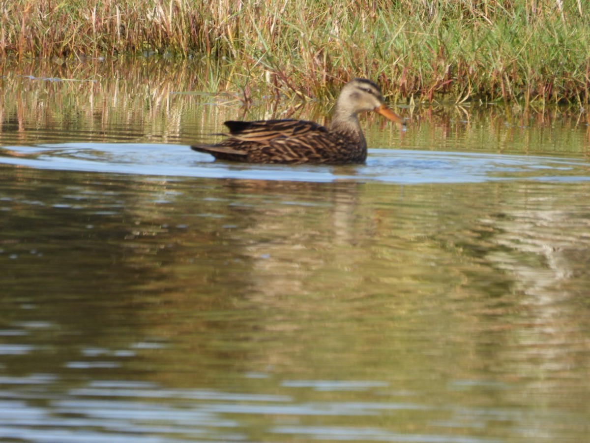 Mottled Duck - Denise Rychlik