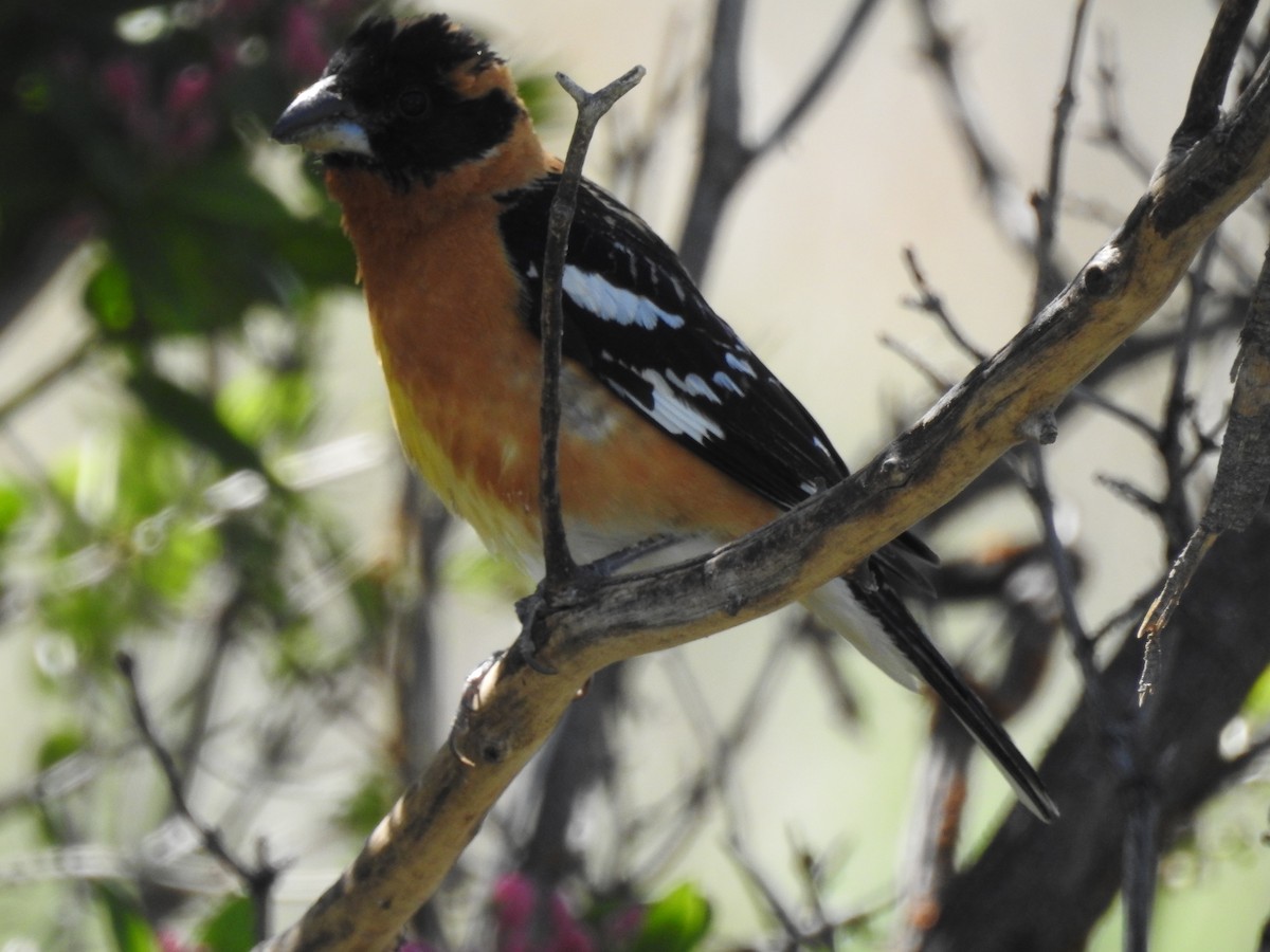 Black-headed Grosbeak - Patrick Gearin