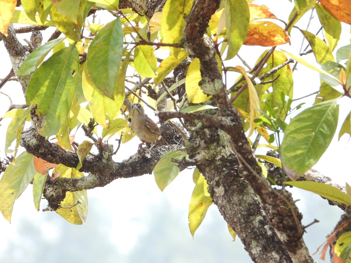 Botteri's Sparrow - Joel Amaya (BirdwatchingRoatan.com)