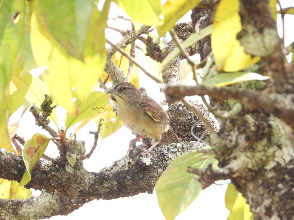 Botteri's Sparrow - Joel Amaya (BirdwatchingRoatan.com)