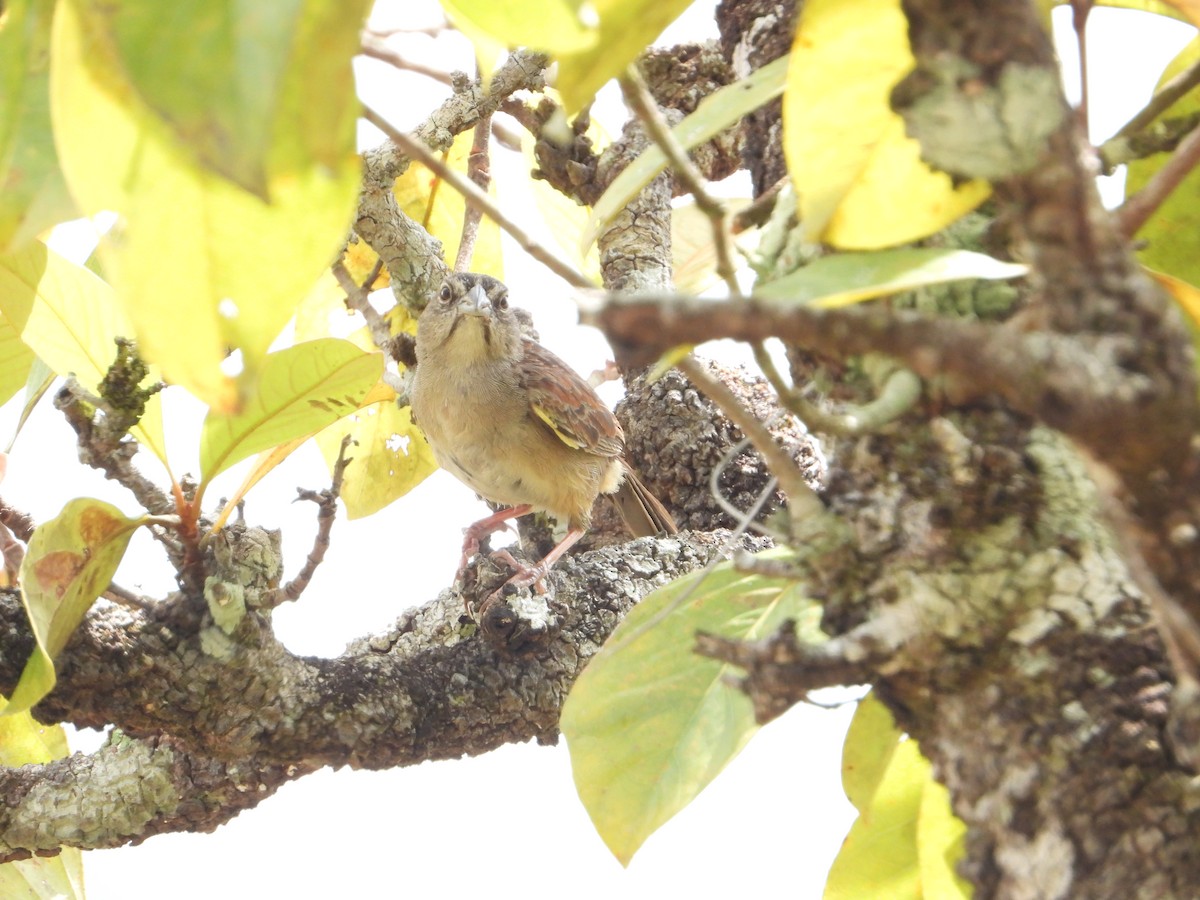 Botteri's Sparrow - Joel Amaya (BirdwatchingRoatan.com)