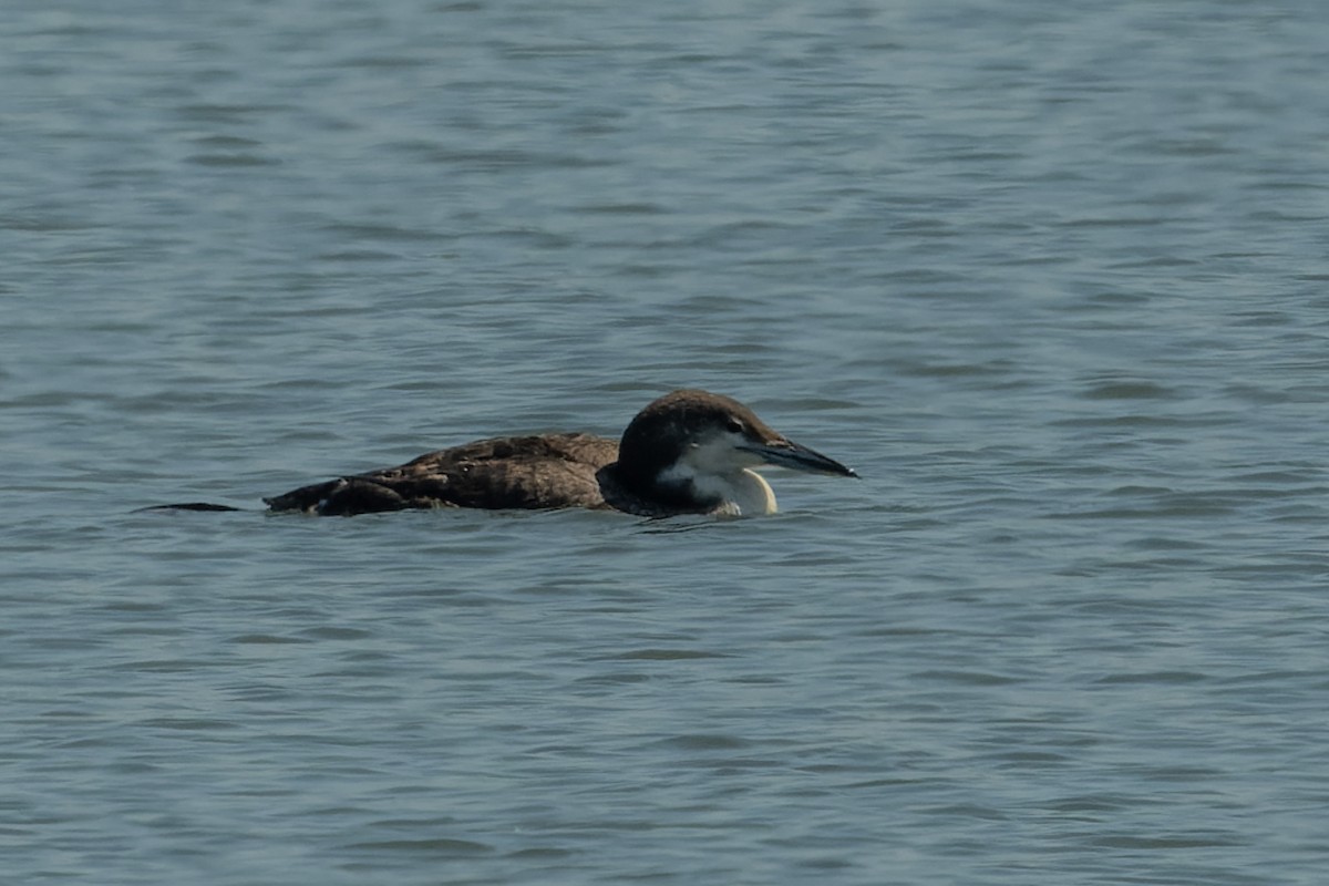 Common Loon - patrick horan