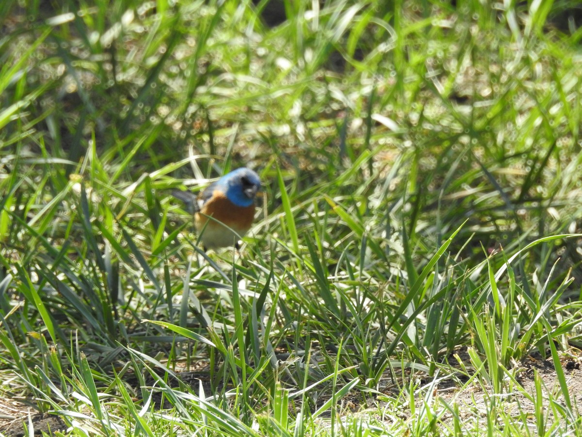 Lazuli Bunting - Patrick Gearin