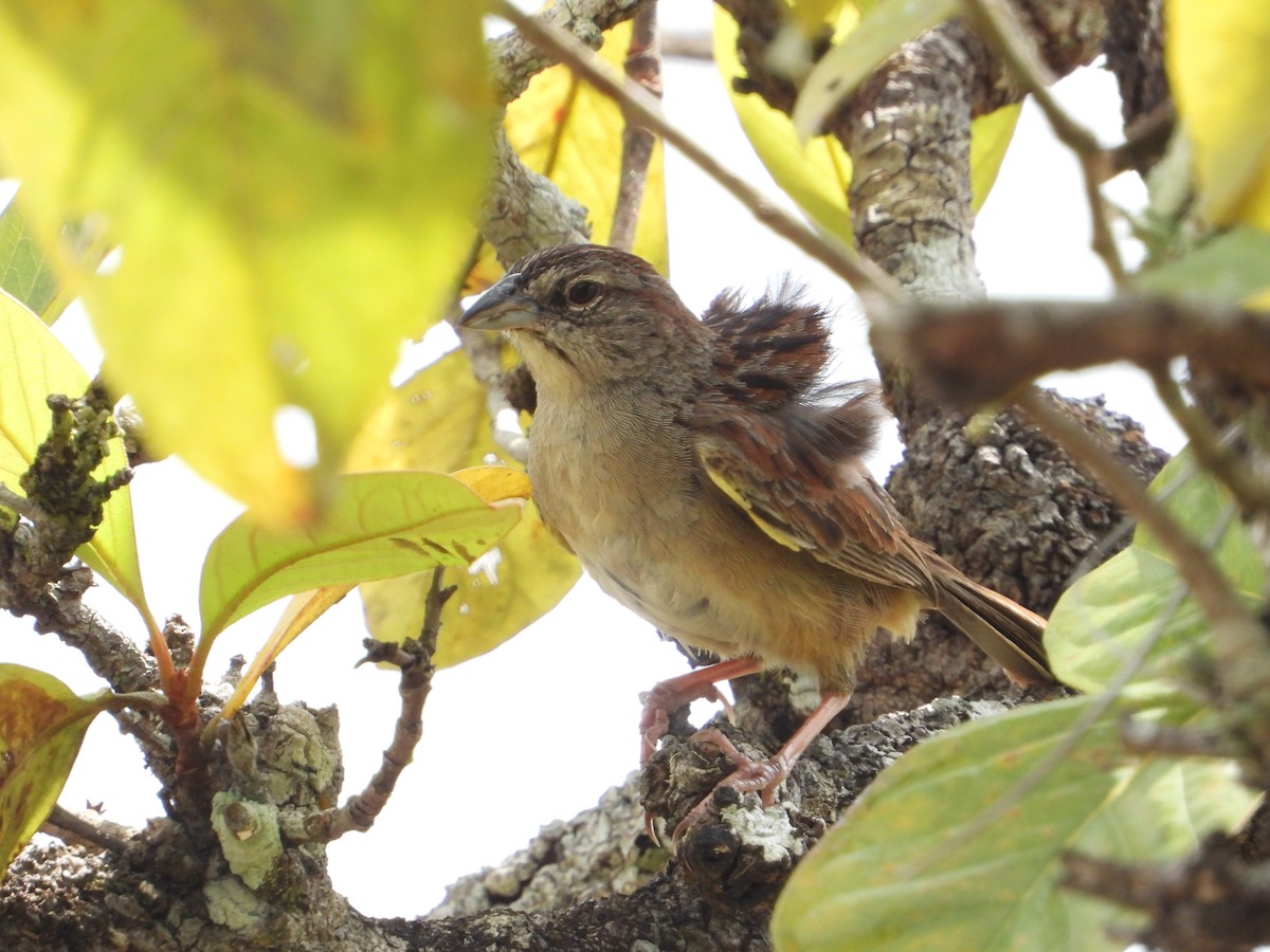 Botteri's Sparrow - Joel Amaya (BirdwatchingRoatan.com)