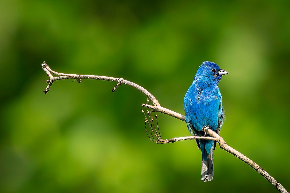 Indigo Bunting - Serena Hayden