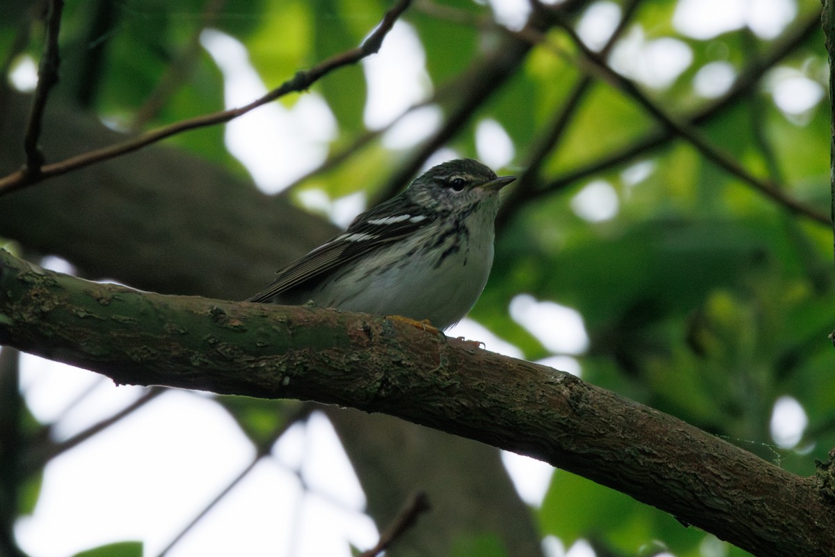 Blackpoll Warbler - ML619466615