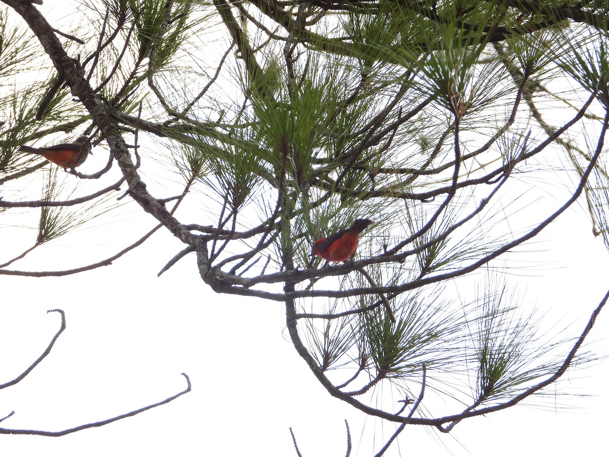 Vermilion Flycatcher - Joel Amaya (BirdwatchingRoatan.com)