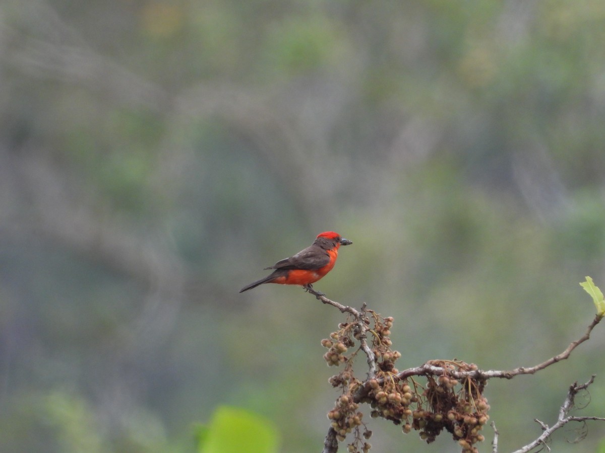 Vermilion Flycatcher - Joel Amaya (BirdwatchingRoatan.com)