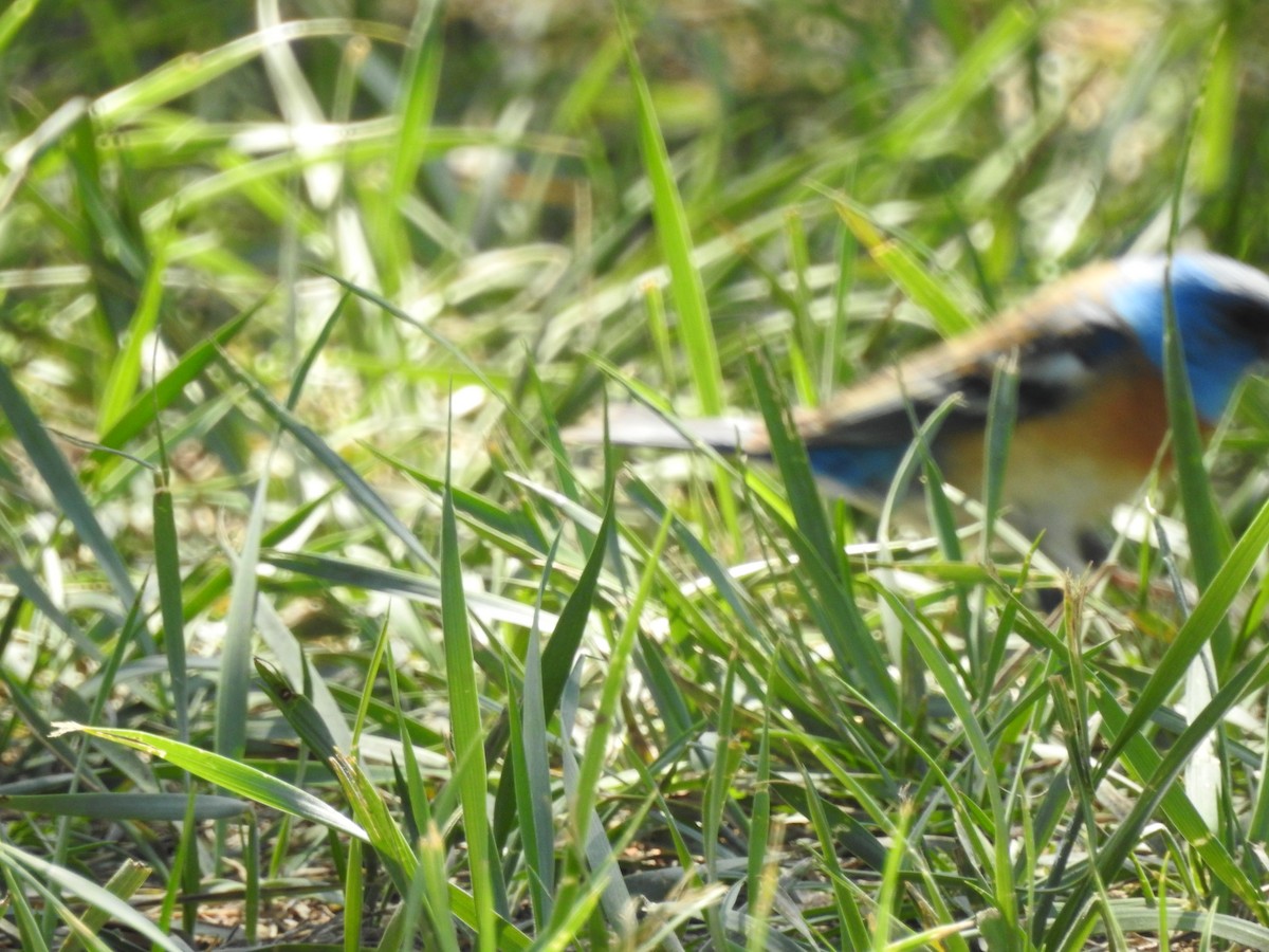 Lazuli Bunting - Patrick Gearin