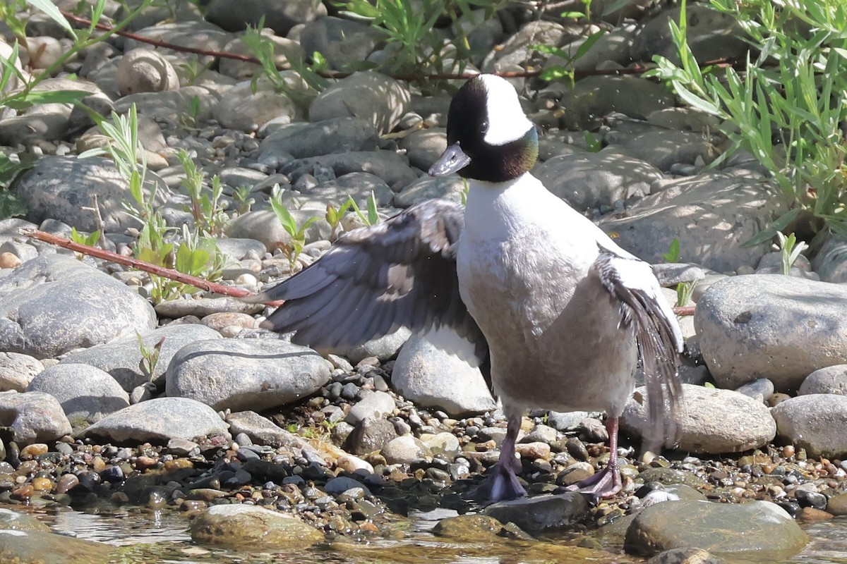 Bufflehead - Gil Ewing