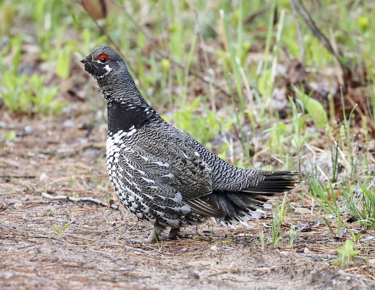 Spruce Grouse - David McQuade