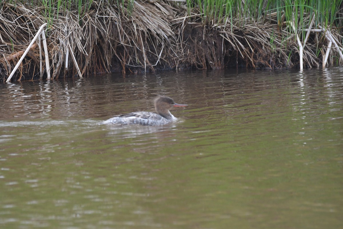 Red-breasted Merganser - Ryne Rutherford