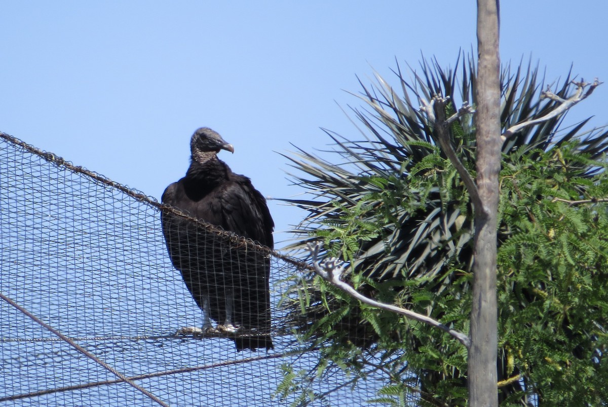 Black Vulture - Alan Collier