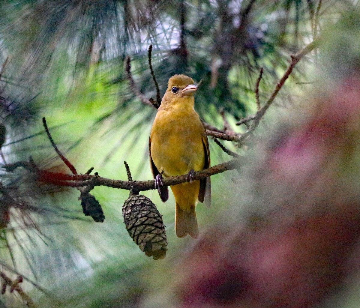 Summer Tanager - Paul Ribitzki