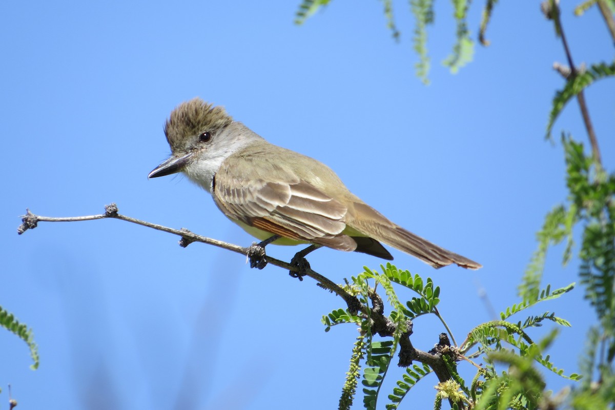 Brown-crested Flycatcher - Alan Collier