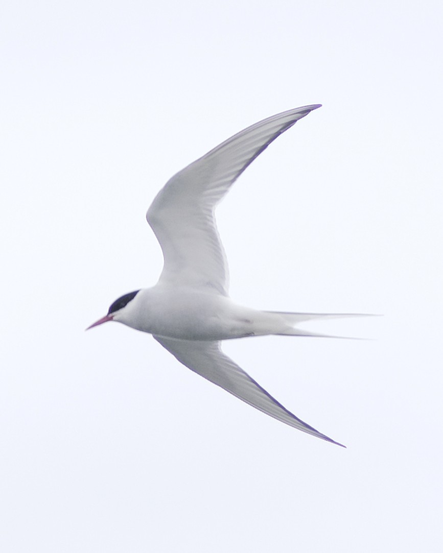 Arctic Tern - Guillaume Charette