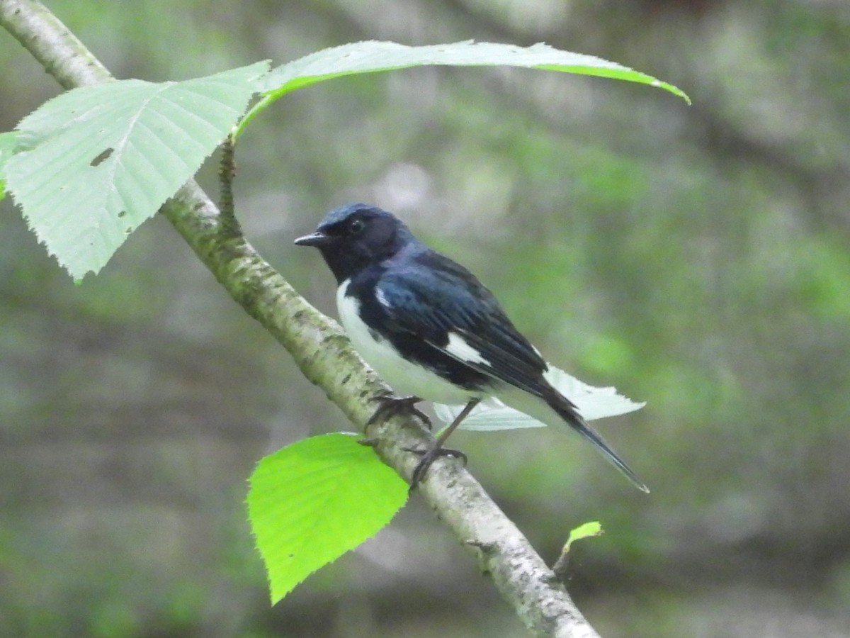 Black-throated Blue Warbler - Bill Blauvelt