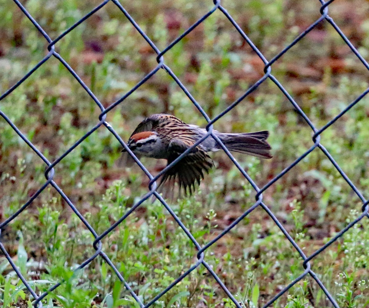 Chipping Sparrow - ML619466680