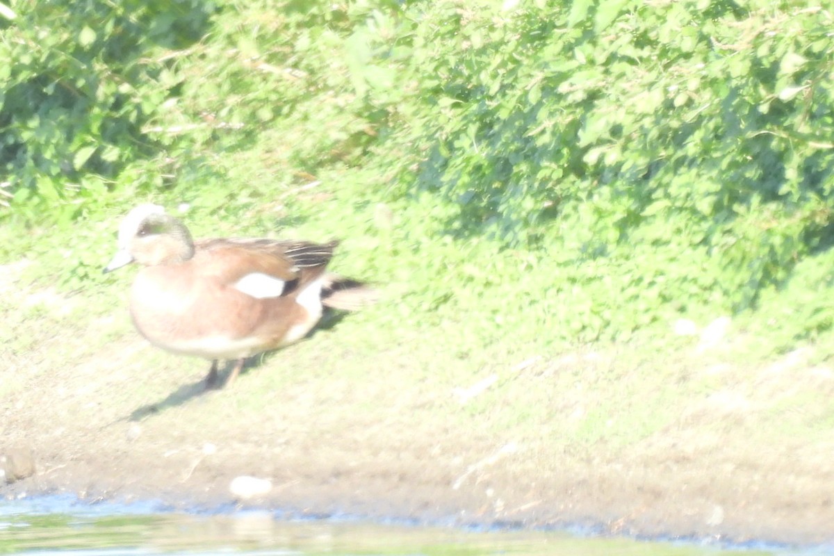 American Wigeon - Bret Elgersma