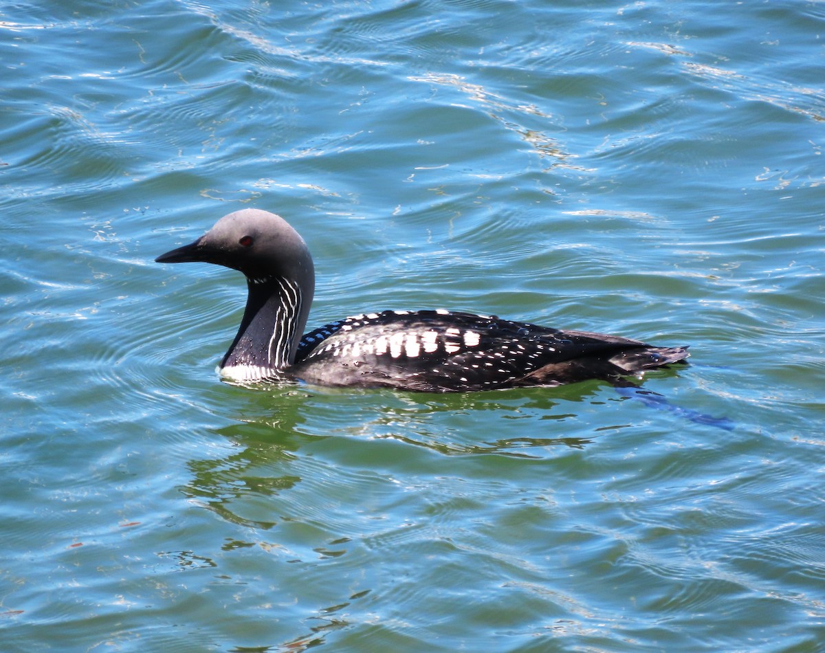 Pacific Loon - Chris Hayward