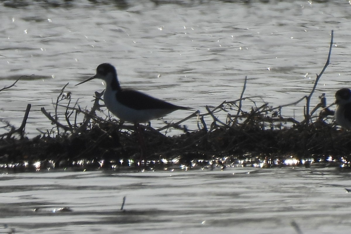 Black-necked Stilt - Bret Elgersma